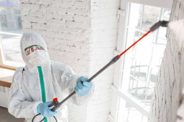 Best Attic Mold Removal  in Garden City, NY