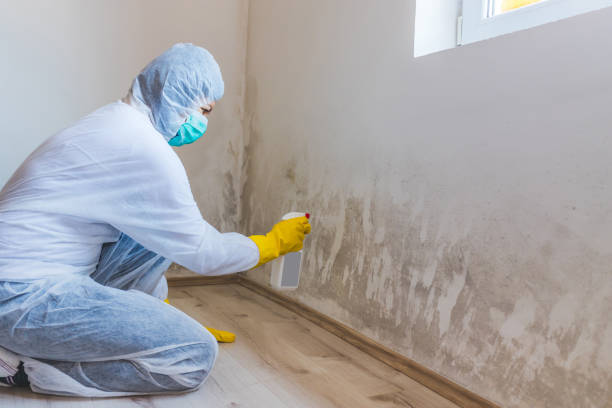 Best Mold Odor Removal Services  in Garden City, NY
