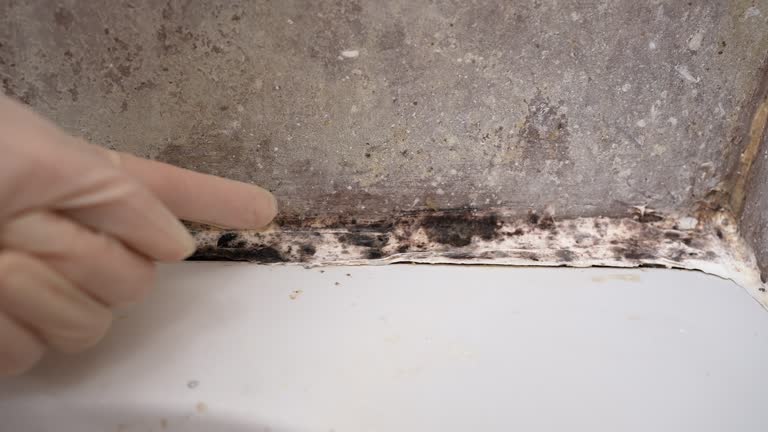 Garden City, NY Mold Removal Company